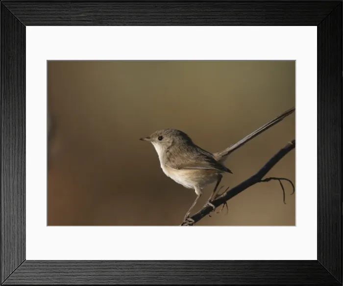 Framed Print : White-winged Fairy-wren Female Alice Springs Sewage ponds, Northern Territory, Australia Framed Print : White-winged Fairy-wren Female Alice Springs Sewage ponds, Northern Territory, Australia