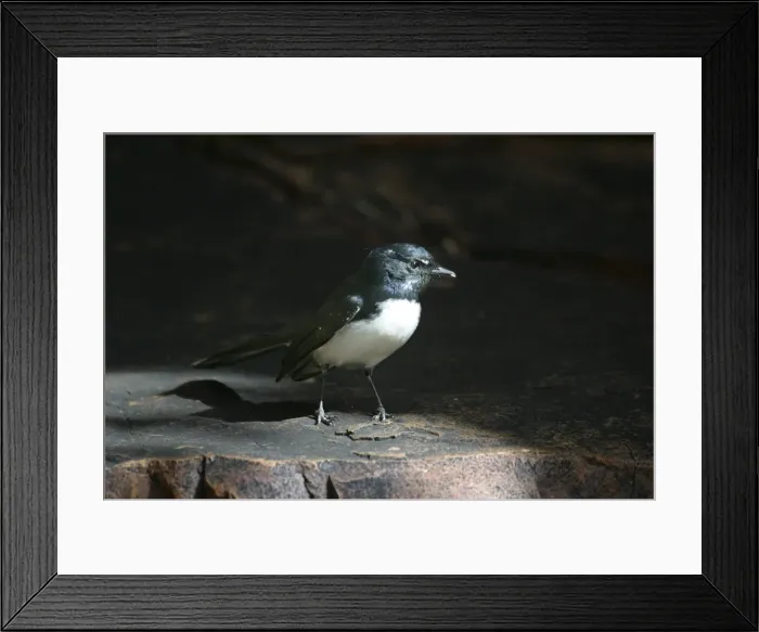 Framed Print : Willie Wagtail Trephina Gorge Nature Park, Northern Territory, Australia Framed Print : Willie Wagtail Trephina Gorge Nature Park, Northern Territory, Australia