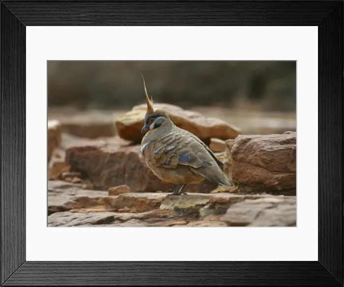 Framed Print : Spinifex Pigeon King's Canyon, Northern Territory, Australia Framed Print : Spinifex Pigeon King's Canyon, Northern Territory, Australia