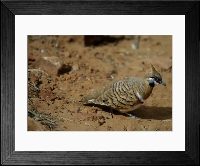Framed Print : Spinifex Pigeon King's Canyon, Northern Territory, Australia Framed Print : Spinifex Pigeon King's Canyon, Northern Territory, Australia