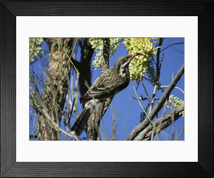 Framed Print : Spiny-cheeked Honeyeater Corkwood, Hakea sp. Nr Alice Springs, Northern Territory, Australia Framed Print : Spiny-cheeked Honeyeater Corkwood, Hakea sp. Nr Alice Springs, Northern Territory, Australia