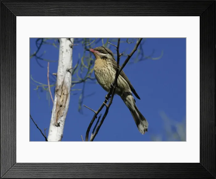 Framed Print : Spiny-cheeked Honeyeater Near Alice Springs, Northern Territory, Australia Framed Print : Spiny-cheeked Honeyeater Near Alice Springs, Northern Territory, Australia