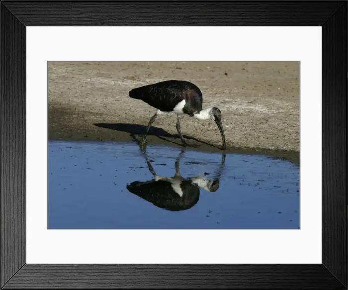 Framed Print : Straw-necked Ibis Alice Springs Sewage Ponds, Northern Territory, Australia Framed Print : Straw-necked Ibis Alice Springs Sewage Ponds, Northern Territory, Australia