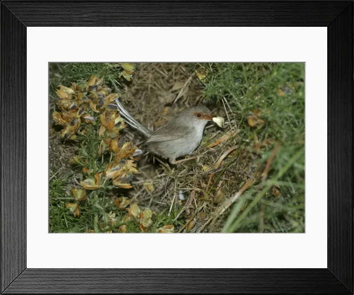 Framed Print : Female Superb Fairy-Wren Removing dropping from nest Mt Wellington, Hobart, Tasmania, Australia Framed Print : Female Superb Fairy-Wren Removing dropping from nest Mt Wellington, Hobart, Tasmania, Australia