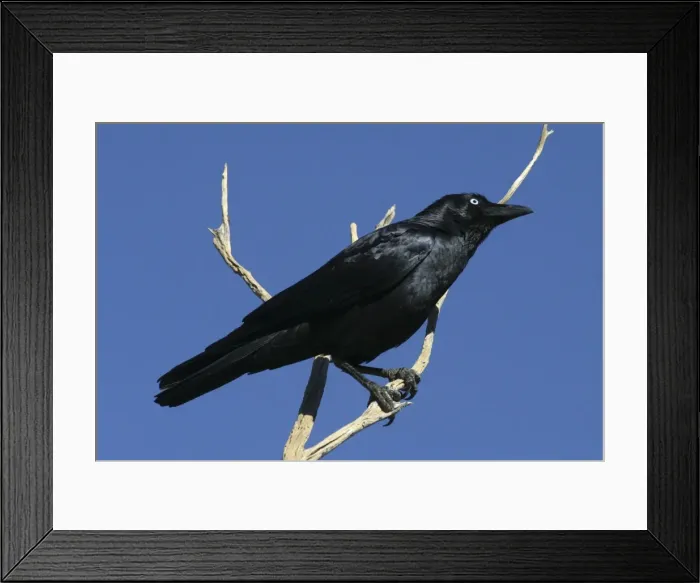 Framed Print : Little Crow Ormiston Gorge, West MacDonnell National Park, Northern Territory, Australia Framed Print : Little Crow Ormiston Gorge, West MacDonnell National Park, Northern Territory, Australia