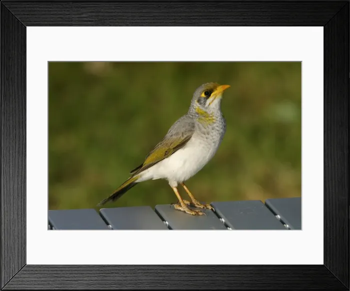 Framed Print : Yellow-throated Miner Uluru Camping Ground, Northern, Territory, Australia Framed Print : Yellow-throated Miner Uluru Camping Ground, Northern, Territory, Australia