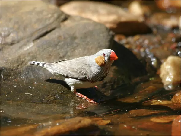 Zebra Finch Male, by drinking pool Standley Chasm, West MacDonnell National Park, Northern Territory, Australia