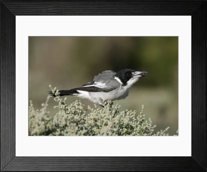 Framed Print : Grey Butcherbird Arid Lands Botanic Gardens, Port Augusta, S. A. Australia Framed Print : Grey Butcherbird Arid Lands Botanic Gardens, Port Augusta, S. A. Australia