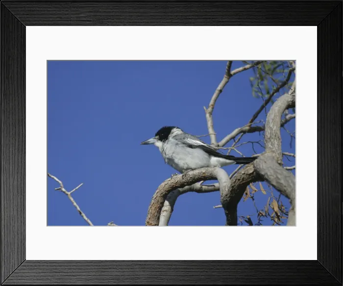 Framed Print : Grey Butcherbird Arid Lands Botanic Gardens, Port Augusta, S. A. Australia Framed Print : Grey Butcherbird Arid Lands Botanic Gardens, Port Augusta, S. A. Australia