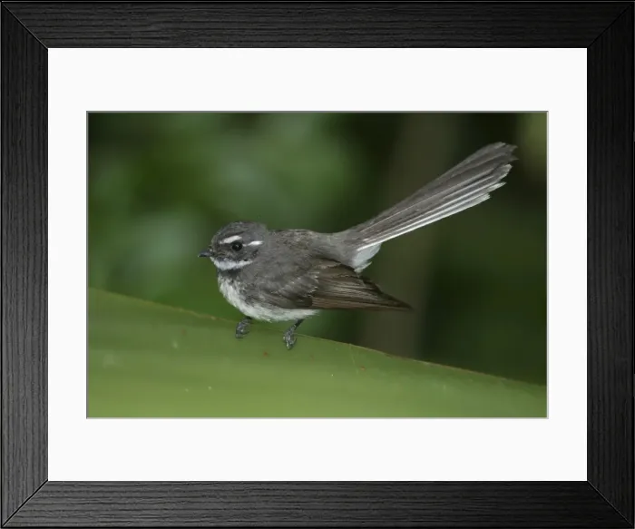 Framed Print : Grey Fantail Melbourne Botanic Gardens, Victoria, Australia Framed Print : Grey Fantail Melbourne Botanic Gardens, Victoria, Australia