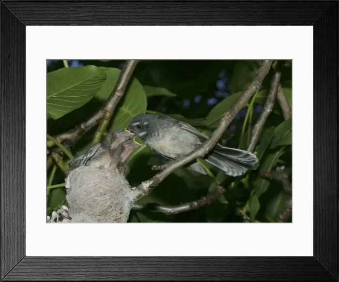 Framed Print : Grey Fantail Feeding chicks at nest Mt Wellington, Hobart, Tasmania, Australia Framed Print : Grey Fantail Feeding chicks at nest Mt Wellington, Hobart, Tasmania, Australia