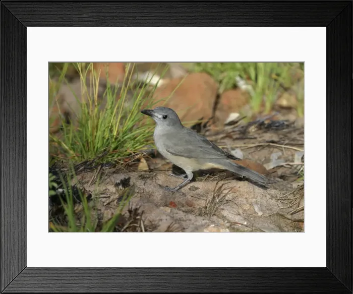 Framed Print : Grey Shrike-thrush Male King's Canyon Northern Territory, Australia Framed Print : Grey Shrike-thrush Male King's Canyon Northern Territory, Australia