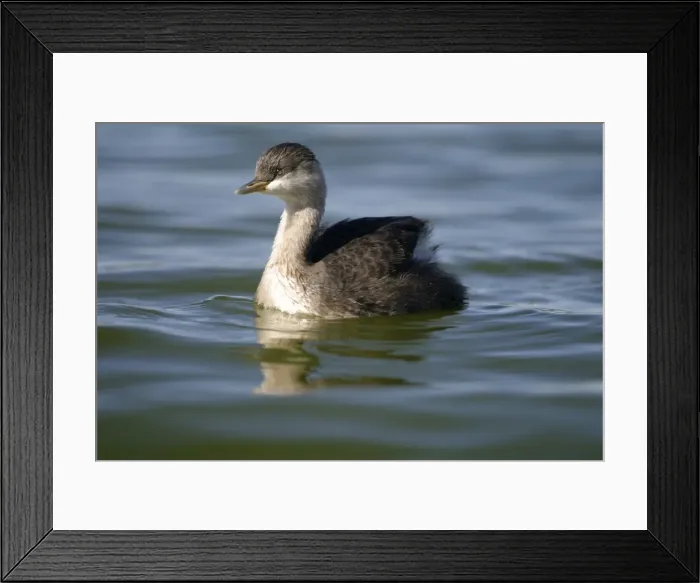 Framed Print : Hoary-headed Grebe Non-breeding plumage Alice Springs sewage ponds, Northern Territory, Australia Framed Print : Hoary-headed Grebe Non-breeding plumage Alice Springs sewage ponds, Northern Territory, Australia