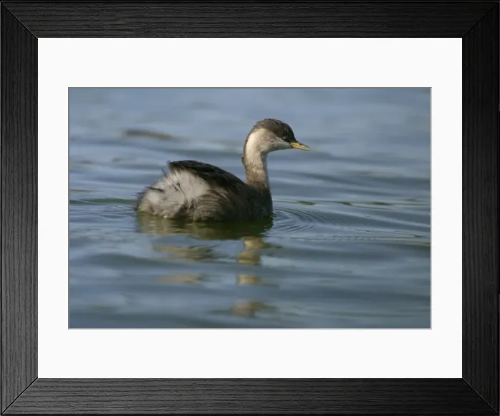 Framed Print : Hoary-headed Grebe Non-breeding plumage Alice Springs sewage ponds, Northern Territory, Australia Framed Print : Hoary-headed Grebe Non-breeding plumage Alice Springs sewage ponds, Northern Territory, Australia