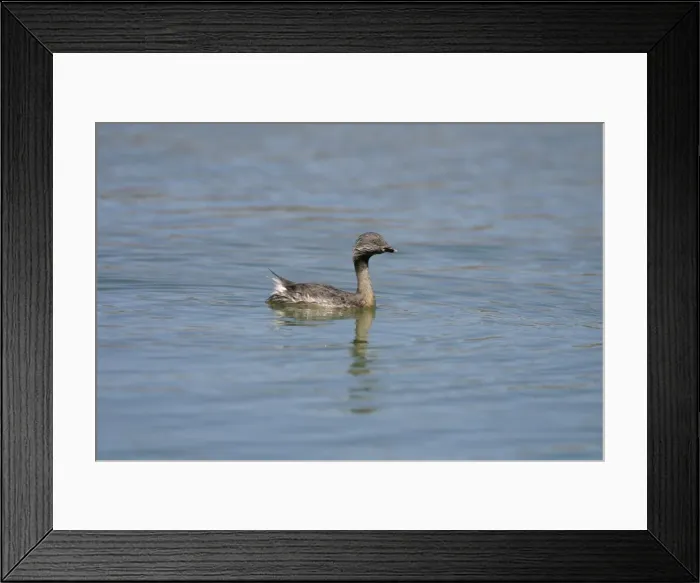 Framed Print : Hoary-headed Grebe Alice Springs sewage ponds, Northern Territory, Australia Framed Print : Hoary-headed Grebe Alice Springs sewage ponds, Northern Territory, Australia