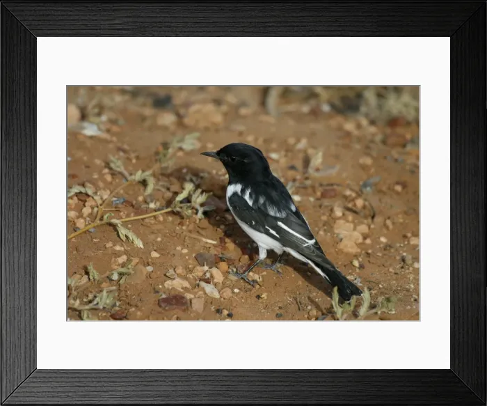 Framed Print : Male Hooded Robin King's Canyon, Northern Territory, Australia Framed Print : Male Hooded Robin King's Canyon, Northern Territory, Australia