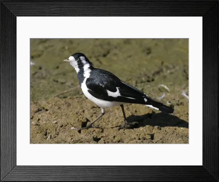 Framed Print : Magpie-Lark Female Alice Springs Sewage Ponds, Northern Territory, Australia Framed Print : Magpie-Lark Female Alice Springs Sewage Ponds, Northern Territory, Australia