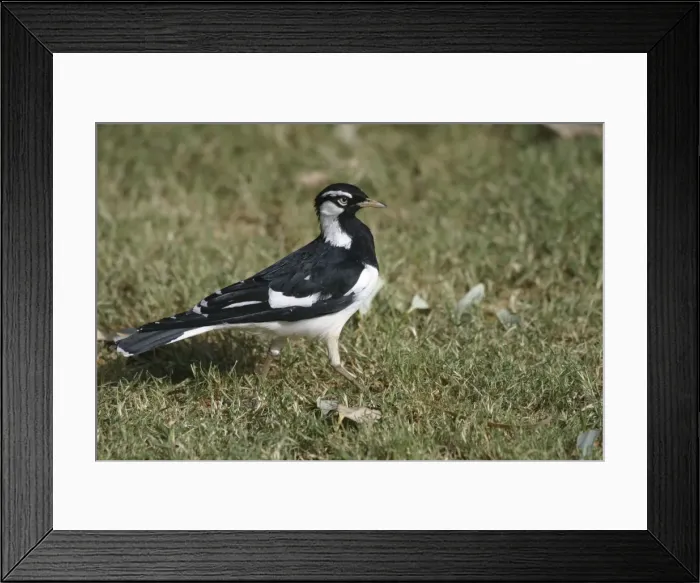 Framed Print : Magpie-Lark Male Alice Springs, Northern Territory, Australia Framed Print : Magpie-Lark Male Alice Springs, Northern Territory, Australia
