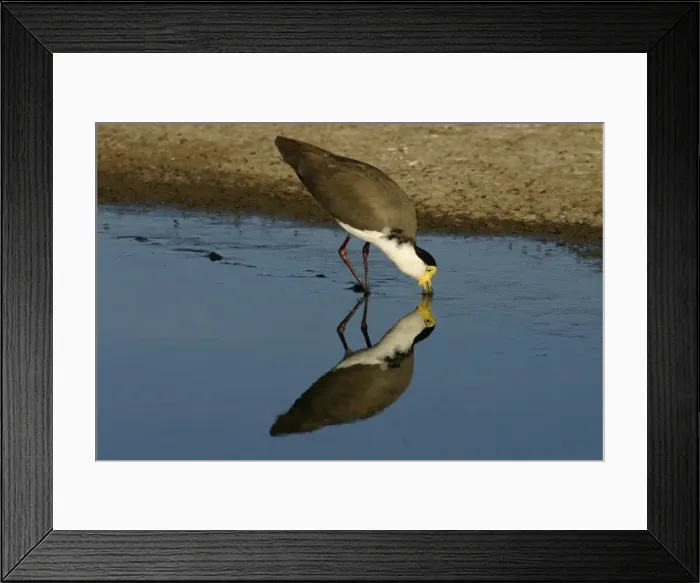 Framed Print : Masked Lapwing Alice Springs sewage ponds, Northern Territory, Australia Framed Print : Masked Lapwing Alice Springs sewage ponds, Northern Territory, Australia