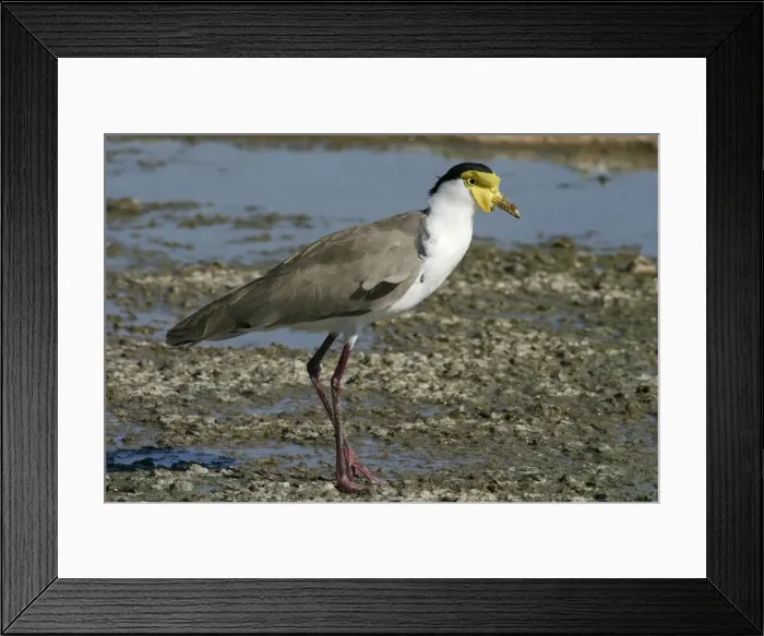 Framed Print : Masked Lapwing Alice Springs sewage ponds, Northern Territory, Australia Framed Print : Masked Lapwing Alice Springs sewage ponds, Northern Territory, Australia