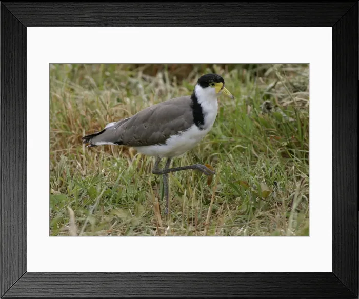 Framed Print : Masked Lapwing Juvenile Near Kingston, Tasmania, Australia Framed Print : Masked Lapwing Juvenile Near Kingston, Tasmania, Australia