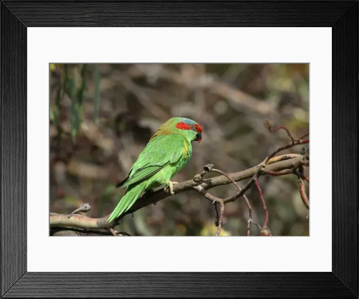 Framed Print : Musk Lorikeet Hobart airport, Tasmania, Australia Framed Print : Musk Lorikeet Hobart airport, Tasmania, Australia
