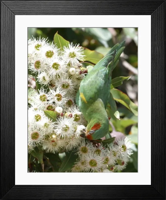 Framed Print : Musk Lorikeet Feeding on Eucalypt Flowers Hobart Airport, Tasmania, Australia Framed Print : Musk Lorikeet Feeding on Eucalypt Flowers Hobart Airport, Tasmania, Australia