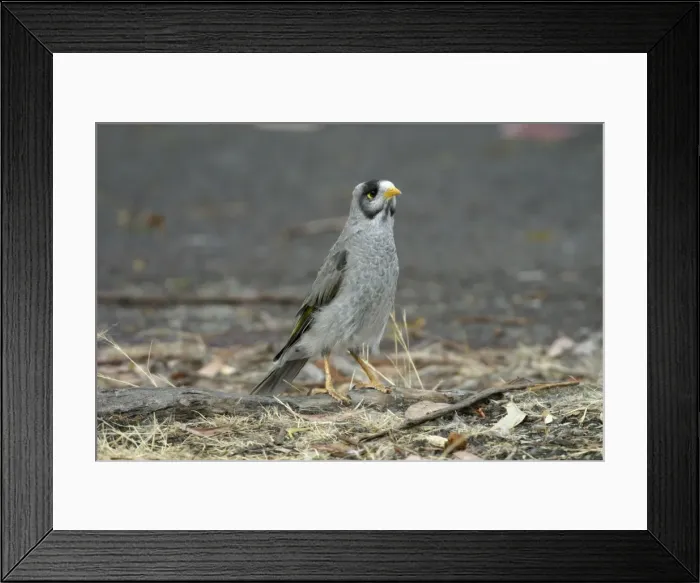 Framed Print : Noisy Miner Hobart Botanic Gardens, Tasmania, Australia Framed Print : Noisy Miner Hobart Botanic Gardens, Tasmania, Australia
