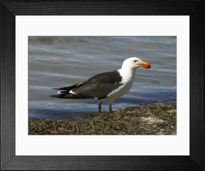 Framed Print : Pacific Gull Tasmania, Australia Framed Print : Pacific Gull Tasmania, Australia