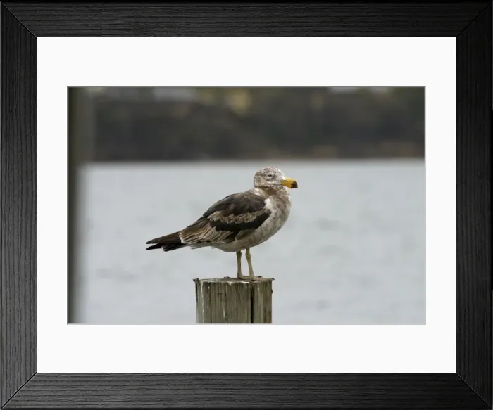 Framed Print : Immature Pacific Gull At Kingston, Tasmania, Australia Framed Print : Immature Pacific Gull At Kingston, Tasmania, Australia