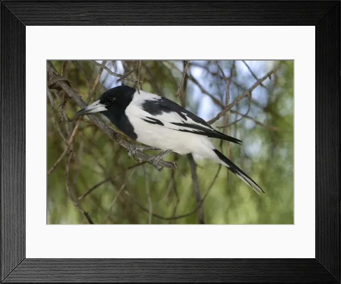 Framed Print : Pied Butcherbird Telegraph Station, Alice Springs, Australia Framed Print : Pied Butcherbird Telegraph Station, Alice Springs, Australia
