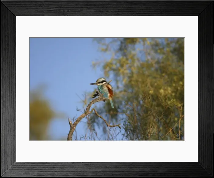 Framed Print : Red-backed Kingfisher Near Alice Springs, Northern Territory, Australia Framed Print : Red-backed Kingfisher Near Alice Springs, Northern Territory, Australia