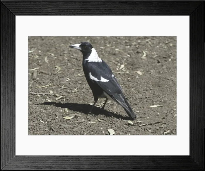 Framed Print : Black-backed Australian Magpie Male Wilpena Pound, Flinders Ranges, Sth. Aust. Australia Framed Print : Black-backed Australian Magpie Male Wilpena Pound, Flinders Ranges, Sth. Aust. Australia