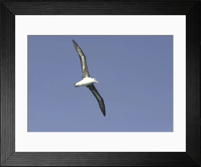 Framed Print : Black-browed Albatross Sub-adult Eaglehawk Neck, Tasmania, Australia Framed Print : Black-browed Albatross Sub-adult Eaglehawk Neck, Tasmania, Australia