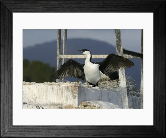 Framed Print : Black-faced Cormorant Derwent River, Hobart Harbour, Tasmania, Australia Framed Print : Black-faced Cormorant Derwent River, Hobart Harbour, Tasmania, Australia