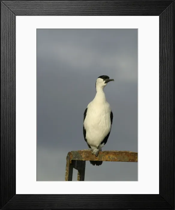 Framed Print : Black-faced Cormorant Derwent River, Hobart Harbour, Tasmania, Australia