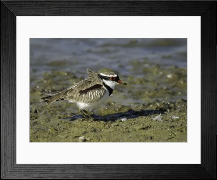 Framed Print : Black-fronted Dotterel Alice Springs sewage ponds, Nthn Territory, Australia Framed Print : Black-fronted Dotterel Alice Springs sewage ponds, Nthn Territory, Australia