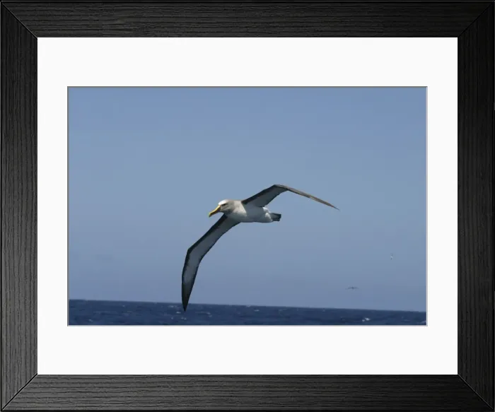 Framed Print : Bullers Albatross Off Eaglehawk Neck, Tasmania, Australia Framed Print : Bullers Albatross Off Eaglehawk Neck, Tasmania, Australia