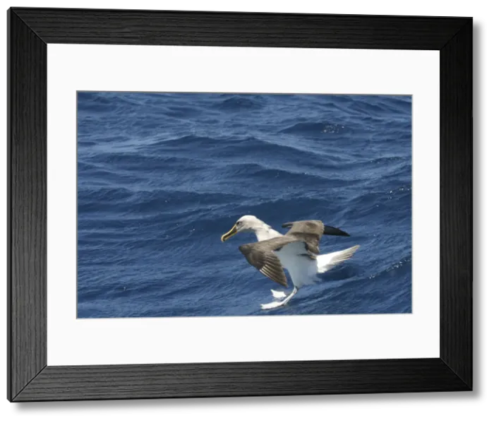 Framed Print : Bullers Albatross Off Eaglehawk Neck Tasmania Australia Framed Print : Bullers Albatross Off Eaglehawk Neck Tasmania Australia