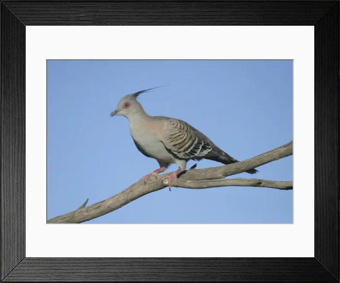 Framed Print : Crested Pigeon Arid Lands Botanic Gardens, Port Augusta, S. A. Australia Framed Print : Crested Pigeon Arid Lands Botanic Gardens, Port Augusta, S. A. Australia
