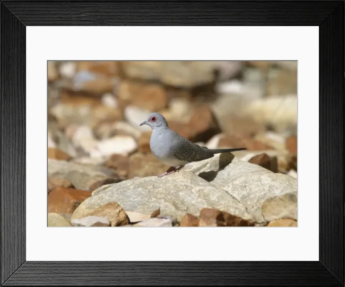 Framed Print : Diamond Dove Approaching waterhole, Standley Chasm, West MacDonnell National Park, Nthn Territory, Australia Framed Print : Diamond Dove Approaching waterhole, Standley Chasm, West MacDonnell National Park, Nthn Territory, Australia