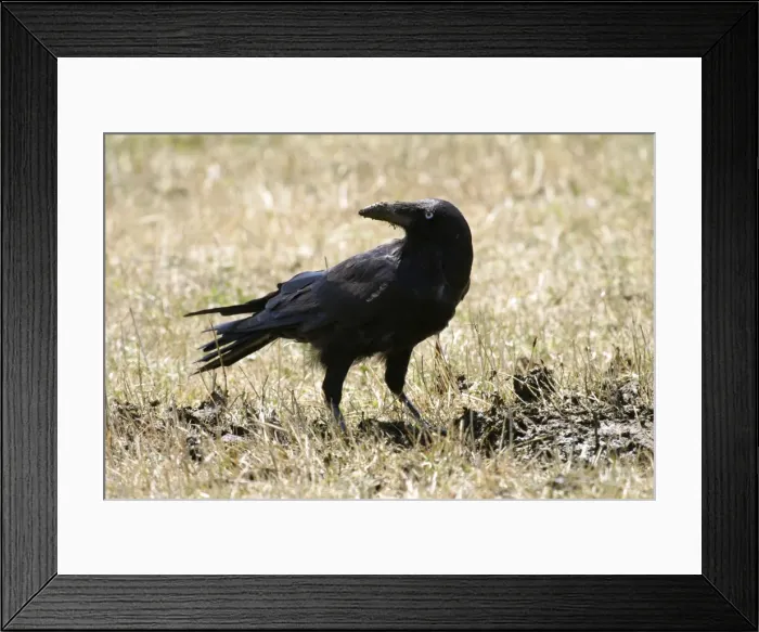 Framed Print : Forest Raven Open country central Tasmania, Australia Framed Print : Forest Raven Open country central Tasmania, Australia