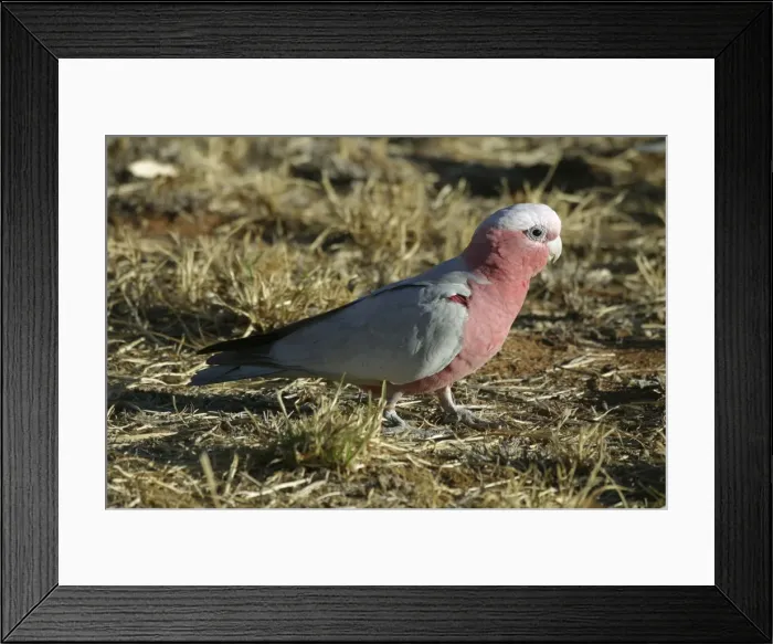 Framed Print : Galah Alice Springs Nthn Terr. Australia Framed Print : Galah Alice Springs Nthn Terr. Australia
