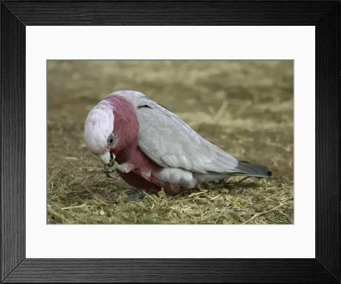 Framed Print : Galah Alice Springs, Nthn Territory, Australia Framed Print : Galah Alice Springs, Nthn Territory, Australia