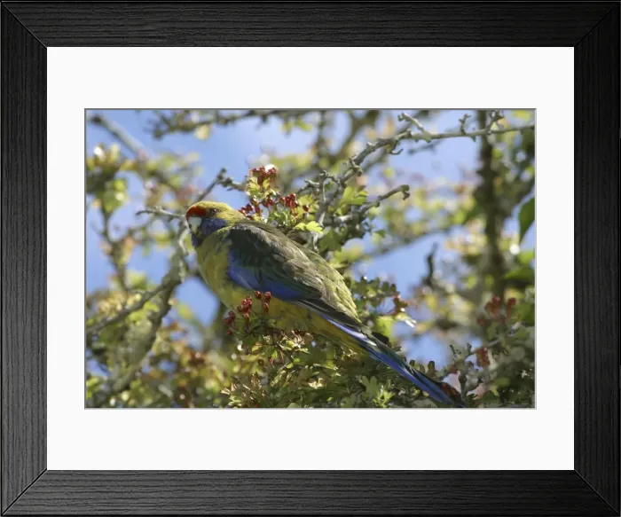 Framed Print : Green Rosella Near its nest site at the historic penitentiary at Port Arthur. Tasmania, Australia Framed Print : Green Rosella Near its nest site at the historic penitentiary at Port Arthur. Tasmania, Australia