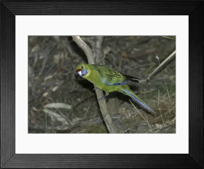 Framed Print : Green Rosella Approaching waterhole near Buckland, Tasmania, Australia Framed Print : Green Rosella Approaching waterhole near Buckland, Tasmania, Australia