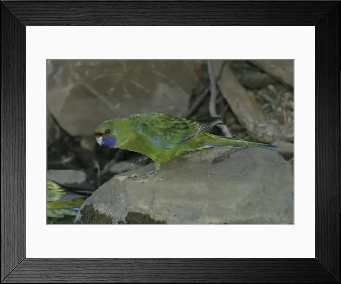 Framed Print : Green Rosella At waterhole near Buckland, Tasmania, Australia Framed Print : Green Rosella At waterhole near Buckland, Tasmania, Australia