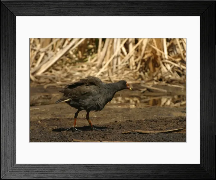 Framed Print : Dusky Moorhen Near Sewage Ponds, Mt Isa, Queensland, Australia Framed Print : Dusky Moorhen Near Sewage Ponds, Mt Isa, Queensland, Australia