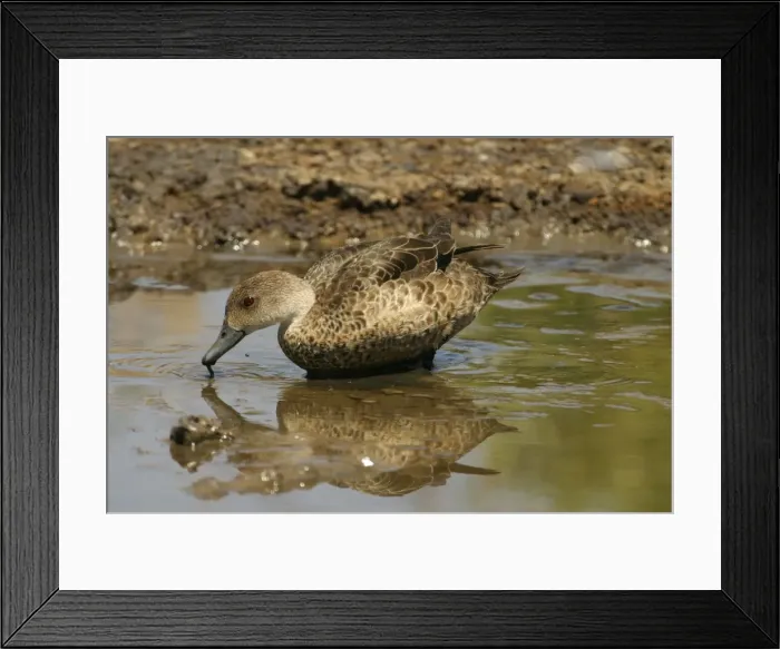 Framed Print : Grey Teal Near Sewage Ponds, Mt Isa, Queensland, Australia Framed Print : Grey Teal Near Sewage Ponds, Mt Isa, Queensland, Australia