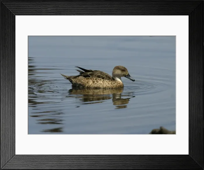 Framed Print : Grey Teal Near Sewage Ponds, Mt Isa, Queensland, Australia Framed Print : Grey Teal Near Sewage Ponds, Mt Isa, Queensland, Australia